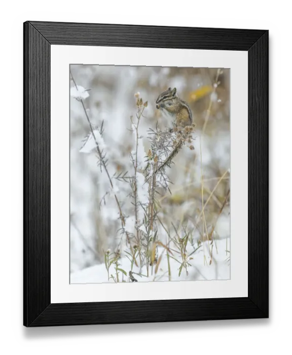 Framed Print : Least chipmunk (Tamias minimus) feeding on plant seeds, Grand Teton National Park, Wyoming, USA Framed Print : Least chipmunk (Tamias minimus) feeding on plant seeds, Grand Teton National Park, Wyoming, USA