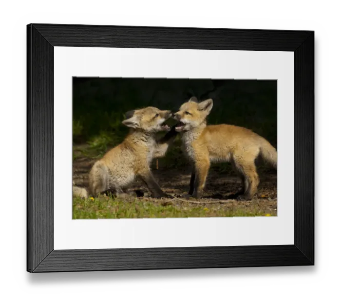 Framed Print : Red fox (Vulpes vulpes) two cubs playing, Shoshone National Forest, Wyoming, USA May Framed Print : Red fox (Vulpes vulpes) two cubs playing, Shoshone National Forest, Wyoming, USA May