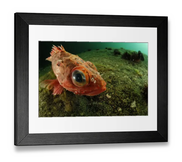 Framed Print : Patagonian redfish (Sebastes oculatus) about 4cm, Comau Fjord, Patagonia, Chile Framed Print : Patagonian redfish (Sebastes oculatus) about 4cm, Comau Fjord, Patagonia, Chile