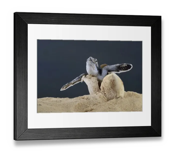 Framed Print : After an incubation period of 45 to 55 days a first hatchling Green turtle (Chelonia