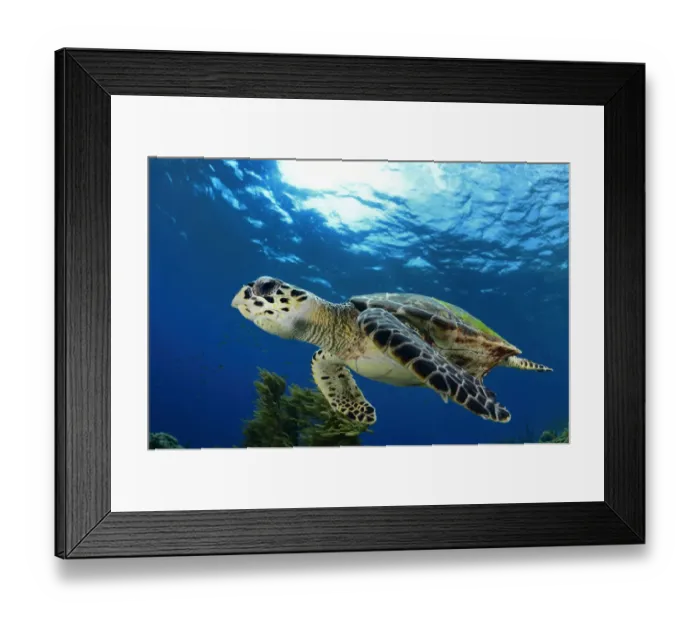 Framed Print : Hawksbill sea turtle (Eretmochelys imbricata) Bonaire, Leeward Antilles, Caribbean region Framed Print : Hawksbill sea turtle (Eretmochelys imbricata) Bonaire, Leeward Antilles, Caribbean region