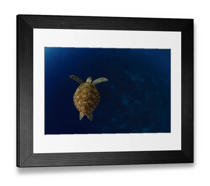 Framed Print : Green sea turtle (Chelonia mydas) Bonaire, Leeward Antilles, Caribbean region, Netherlands Framed Print : Green sea turtle (Chelonia mydas) Bonaire, Leeward Antilles, Caribbean region, Netherlands