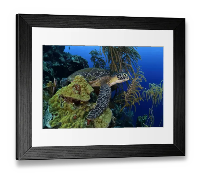 Framed Print : Green sea turtle (Chelonia mydas) resting or sleeping on coral reef, Bonaire, Leeward Antilles Framed Print : Green sea turtle (Chelonia mydas) resting or sleeping on coral reef, Bonaire, Leeward Antilles