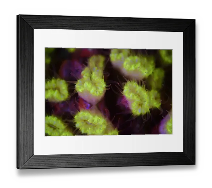 Framed Print : Fluorescent coral photographed with ultraviolet / UV light, Bonaire, Leeward Antilles Framed Print : Fluorescent coral photographed with ultraviolet / UV light, Bonaire, Leeward Antilles
