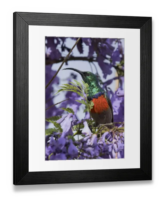Framed Print : Southern double-collared sunbird (Cinnyris chalybeus) feeding in Jacaranda tree, Baviaanskloof Framed Print : Southern double-collared sunbird (Cinnyris chalybeus) feeding in Jacaranda tree, Baviaanskloof