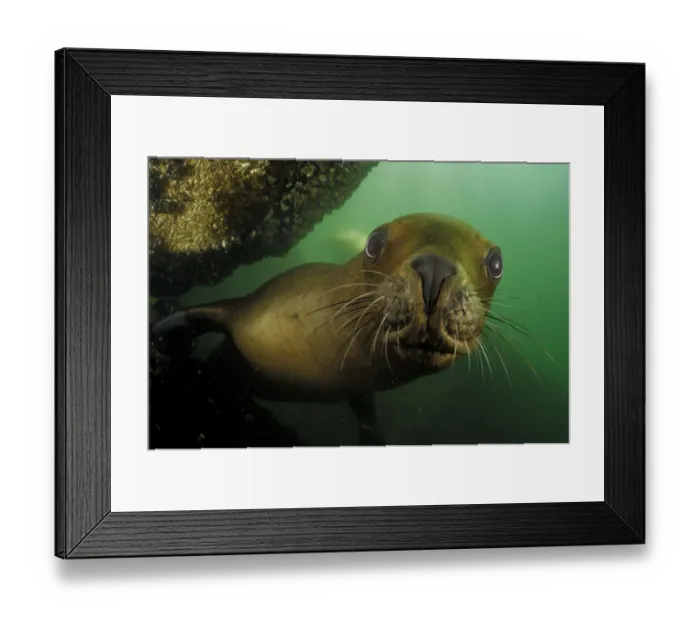 Framed Print : Southern sea lions (Otaria flavescens) Comau Fjord, Patagonia, Chile, Pacific Ocean Framed Print : Southern sea lions (Otaria flavescens) Comau Fjord, Patagonia, Chile, Pacific Ocean