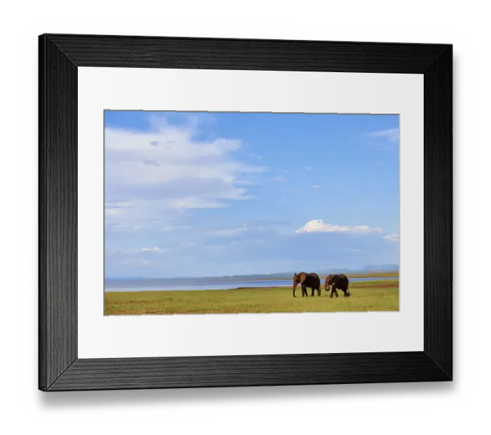 Framed Print : African elephants (Loxodonta africana) grazing on shore of Lake Kariba, Matusadona National Park Framed Print : African elephants (Loxodonta africana) grazing on shore of Lake Kariba, Matusadona National Park