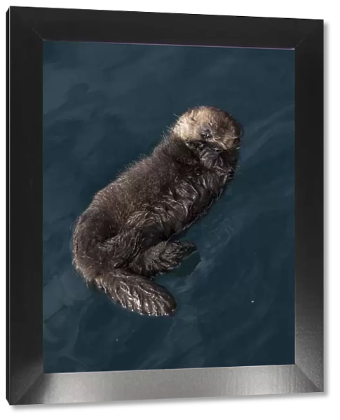Sea otter (Enhydra lutris) pup sleeping, aged 6 days, floating, Monterey, California, USA