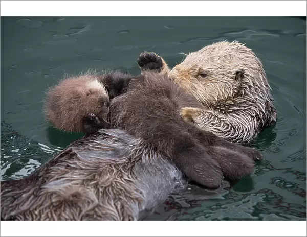 Sea otter (Enhydra lutris) mother and sleeping newborn pup (aged 3 days) Monterey, California, USA