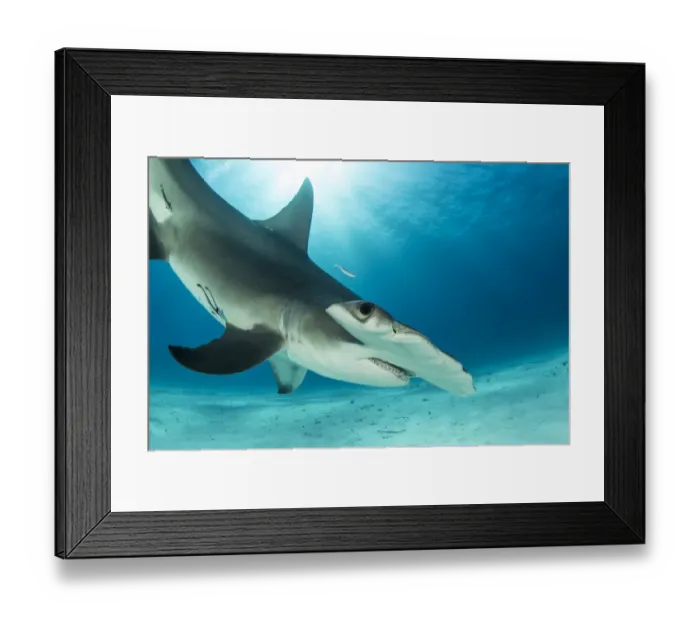 Framed Print : Great hammerhead shark (Sphyrna mokarran) swimming over sandy seabed, South Bimini, Bahamas Framed Print : Great hammerhead shark (Sphyrna mokarran) swimming over sandy seabed, South Bimini, Bahamas