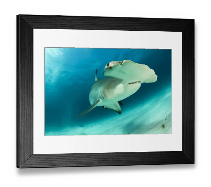 Framed Print : Great hammerhead shark (Sphyrna mokarran) swimming over sandy seabed, South Bimini, Bahamas Framed Print : Great hammerhead shark (Sphyrna mokarran) swimming over sandy seabed, South Bimini, Bahamas