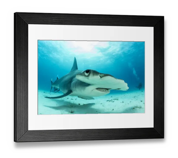 Framed Print : Close up if a Great hammerhead shark (Sphyrna mokarran) swimming over sandy seabed Framed Print : Close up if a Great hammerhead shark (Sphyrna mokarran) swimming over sandy seabed