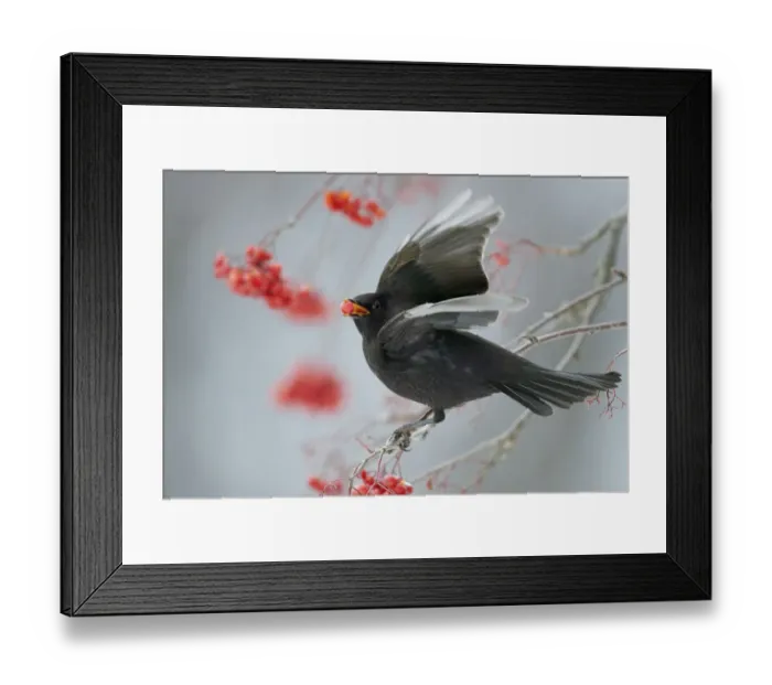 Framed Print : Blackbird (Turdus merula) feeding on Hawthorn berries, Helsinki, Finland, November Framed Print : Blackbird (Turdus merula) feeding on Hawthorn berries, Helsinki, Finland, November