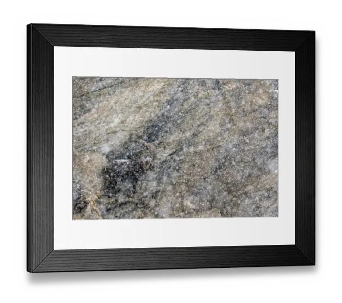 Framed Print : Alpine ibex (Capra ibex) adult male looking for shelter during heavy snowfall, Gran Framed Print : Alpine ibex (Capra ibex) adult male looking for shelter during heavy snowfall, Gran