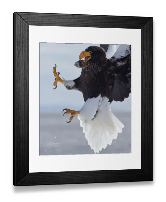 Framed Print : Stellers Sea Eagle (Haliaeetus pelagicus) with prey in beak in mid-air, Hokkaido Framed Print : Stellers Sea Eagle (Haliaeetus pelagicus) with prey in beak in mid-air, Hokkaido