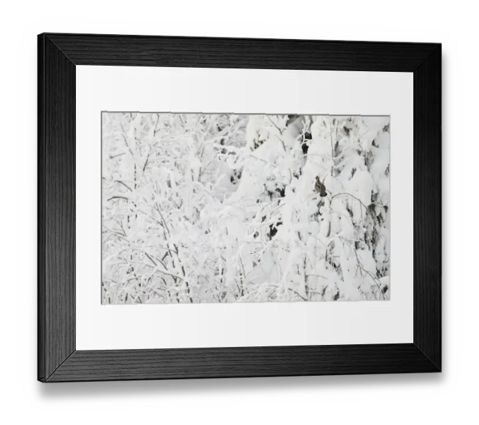 Framed Print : Hazel Grouse (Tetrastes bonasia) in snow covered trees, Suomussalmi, Finland, January Framed Print : Hazel Grouse (Tetrastes bonasia) in snow covered trees, Suomussalmi, Finland, January