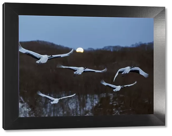 Red-crowned Cranes (Grus japonicus) flying at twilight, Hokkaido, Japan, February