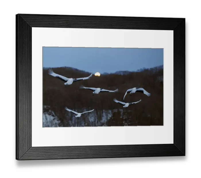 Framed Print : Red-crowned Cranes (Grus japonicus) flying at twilight, Hokkaido, Japan, February Framed Print : Red-crowned Cranes (Grus japonicus) flying at twilight, Hokkaido, Japan, February