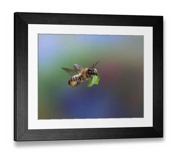 Framed Print : Leaf-cutting bee (Megachile species) carrying leaf section. Surrey, England, UK, July Framed Print : Leaf-cutting bee (Megachile species) carrying leaf section. Surrey, England, UK, July