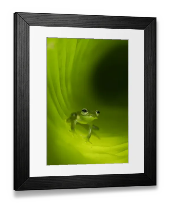Framed Print : Montane Glass Frog (Centrolenella ilex) inside curled leaf. Mid-altitude rainforest Framed Print : Montane Glass Frog (Centrolenella ilex) inside curled leaf. Mid-altitude rainforest