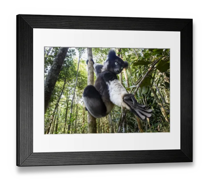 Framed Print : Male Indri (Indri indri) reaching for leaves / foraging in forest understorey. Mitsinjo Reserve Framed Print : Male Indri (Indri indri) reaching for leaves / foraging in forest understorey. Mitsinjo Reserve