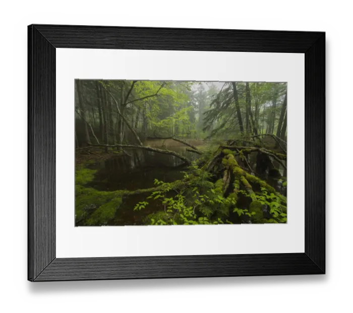 Framed Print : Vernal pool in the Acadian forest, New Brunswick, Canada, May Framed Print : Vernal pool in the Acadian forest, New Brunswick, Canada, May