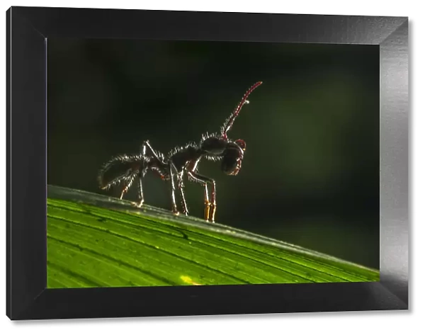 Bullet ant (Paraponera clavata) with prey, lowland rainforests, Southeastern Nicaragua