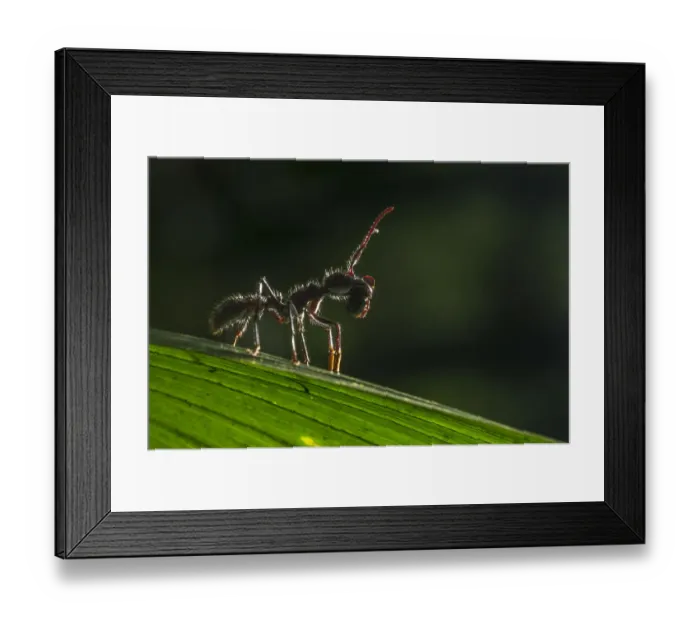 Framed Print : Bullet ant (Paraponera clavata) with prey, lowland rainforests, Southeastern Nicaragua Framed Print : Bullet ant (Paraponera clavata) with prey, lowland rainforests, Southeastern Nicaragua