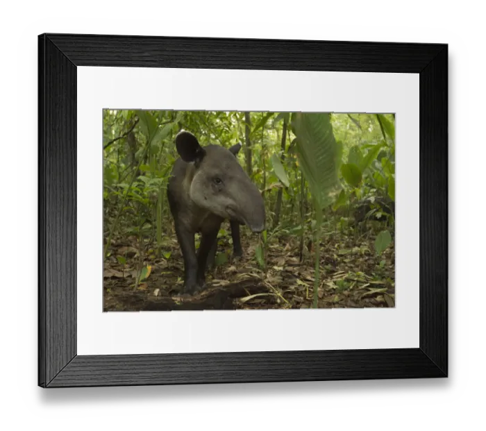 Framed Print : Bairds tapir (Tapirus bairdii) Corcovado National Park, Costa Rica, May. Endangered Framed Print : Bairds tapir (Tapirus bairdii) Corcovado National Park, Costa Rica, May. Endangered