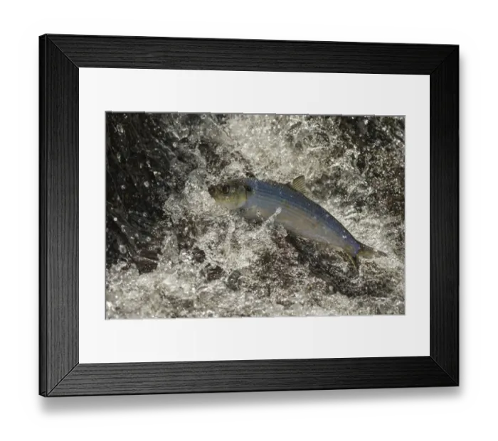 Framed Print : Alewife fish (Alosa pseudoharengus), migrating up river, Northern Maine, USA. June Framed Print : Alewife fish (Alosa pseudoharengus), migrating up river, Northern Maine, USA. June