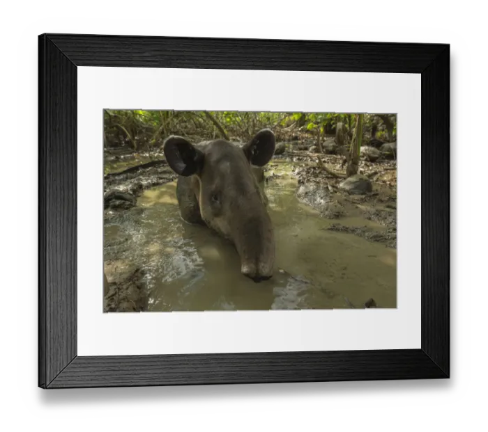 Framed Print : Bairds tapir (Tapirus bairdii) resting in mud wallow in Corcovado National Park Framed Print : Bairds tapir (Tapirus bairdii) resting in mud wallow in Corcovado National Park