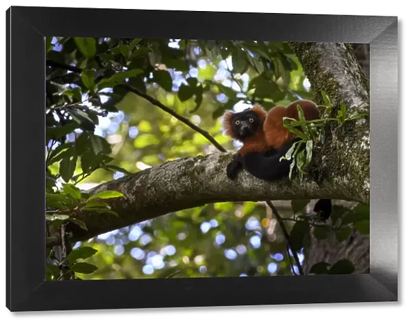 Adult Red Ruffed Lemur (Varecia rubra) resting in rainforest canopy. Masoala National Park