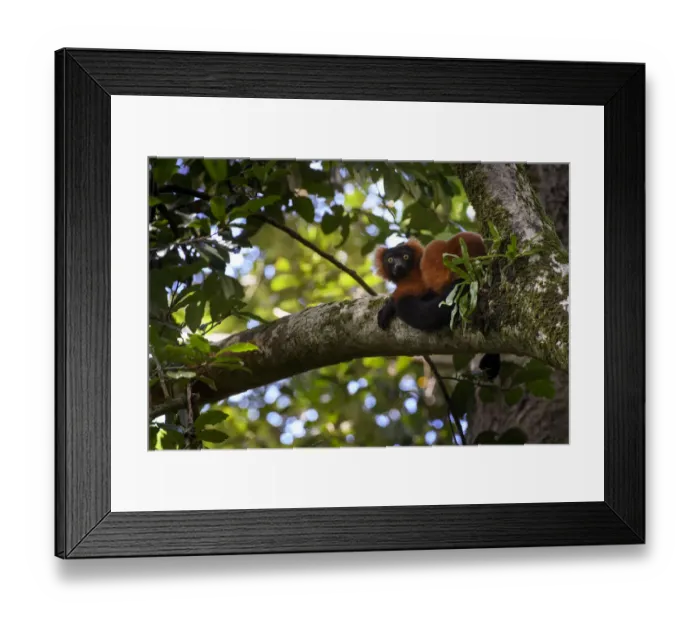 Framed Print : Adult Red Ruffed Lemur (Varecia rubra) resting in rainforest canopy. Masoala National Park Framed Print : Adult Red Ruffed Lemur (Varecia rubra) resting in rainforest canopy. Masoala National Park