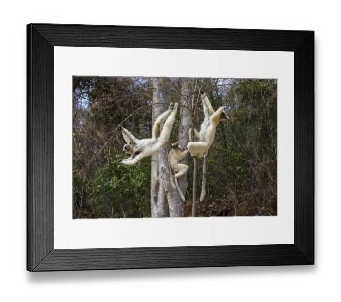 Framed Print : Golden-crowned Sifakas or Tattersalls Sifakas (Propithecus tattersalli) feeding Framed Print : Golden-crowned Sifakas or Tattersalls Sifakas (Propithecus tattersalli) feeding