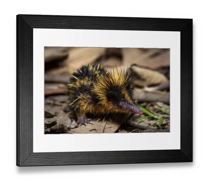 Framed Print : Lowland Streaked Tenrec (Hemicentetes semispinosus) active on forest floor at night Framed Print : Lowland Streaked Tenrec (Hemicentetes semispinosus) active on forest floor at night