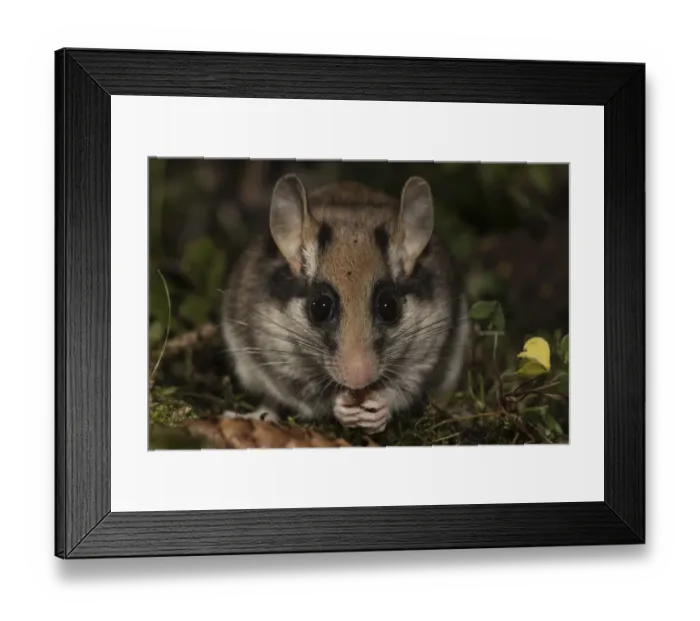 Framed Print : Garden dormouse (Eliomys quercinus), adult, feeding on mossy ground in a spruce Framed Print : Garden dormouse (Eliomys quercinus), adult, feeding on mossy ground in a spruce