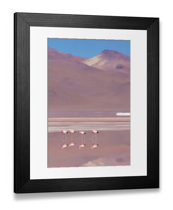Framed Print : Andean flamingos (Phoenicopterus andinus), Laguna Colorada, Bolivia. December 2016 Framed Print : Andean flamingos (Phoenicopterus andinus), Laguna Colorada, Bolivia. December 2016