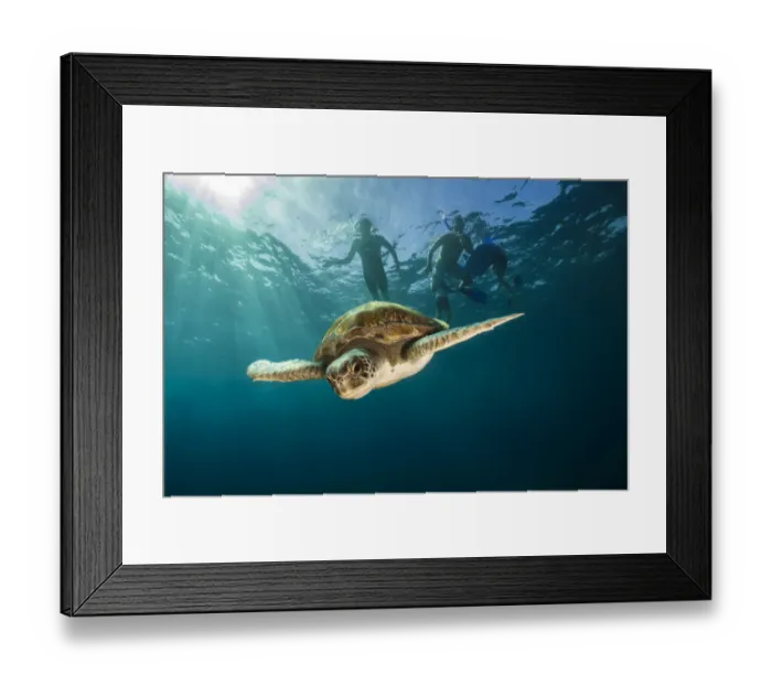 Framed Print : Green turtle (Chelonia mydas) swimming with snorkelers in the background, Canary Islands Framed Print : Green turtle (Chelonia mydas) swimming with snorkelers in the background, Canary Islands