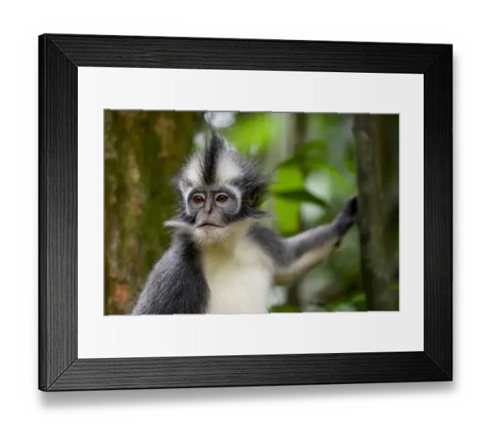 Framed Print : Thomass Langur (Presbytis thomasi), animal endemic to northern Sumatra Framed Print : Thomass Langur (Presbytis thomasi), animal endemic to northern Sumatra