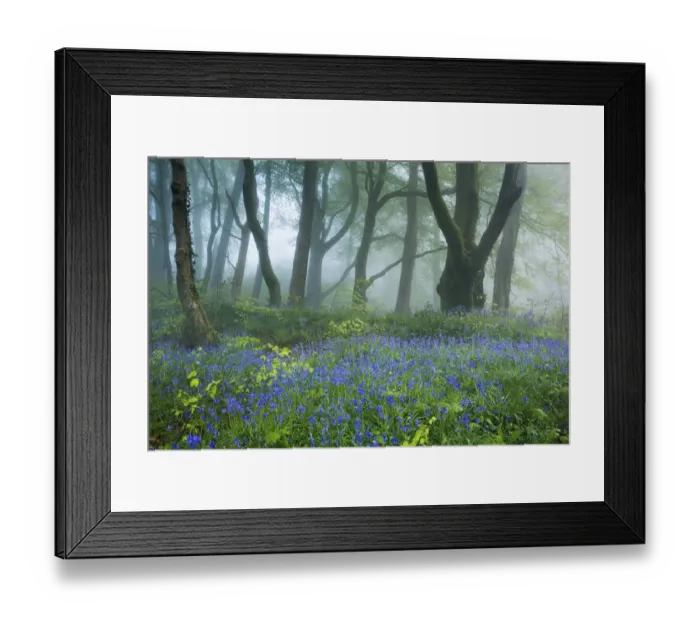 Framed Print : Track through Bluebells (Hyacinthoides non-scripta) in the woods near Minterne Magna Framed Print : Track through Bluebells (Hyacinthoides non-scripta) in the woods near Minterne Magna