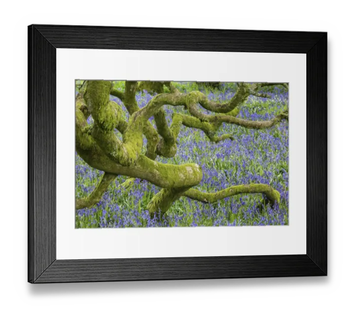 Framed Print : Bluebells (Hyacinthoides non-scripta) in woodland near Minterne Magna, Dorset, England, UK, April Framed Print : Bluebells (Hyacinthoides non-scripta) in woodland near Minterne Magna, Dorset, England, UK, April