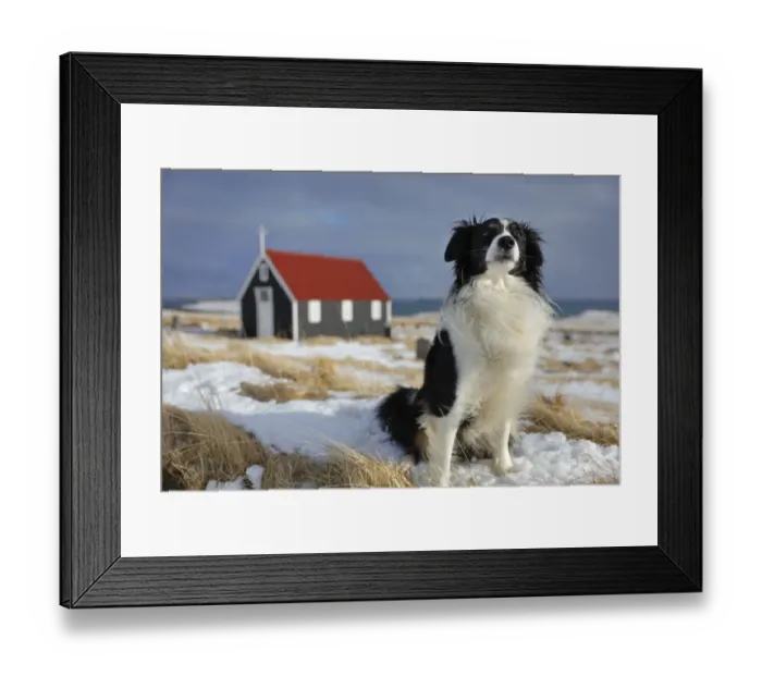 Framed Print : Border collie dog sitting with the church at Bjarnarhofn in background, Snaefellsness Peninsula Framed Print : Border collie dog sitting with the church at Bjarnarhofn in background, Snaefellsness Peninsula