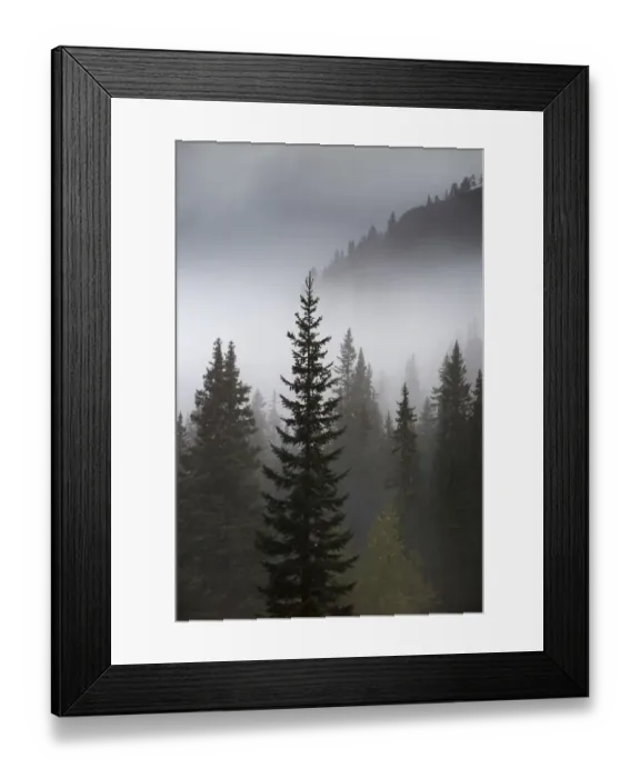 Framed Print : Conifer trees in mist at Alpe de Lerosa, Dolomite Mountains, Belluno Province, Veneto Framed Print : Conifer trees in mist at Alpe de Lerosa, Dolomite Mountains, Belluno Province, Veneto