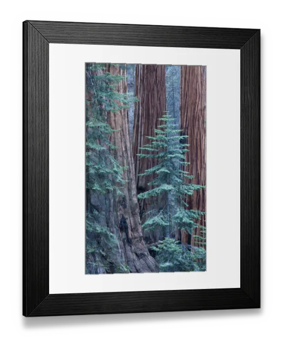 Framed Print : Giant sequoia (Sequoiadendron giganteum) trees in Sequoia National Park, California Framed Print : Giant sequoia (Sequoiadendron giganteum) trees in Sequoia National Park, California