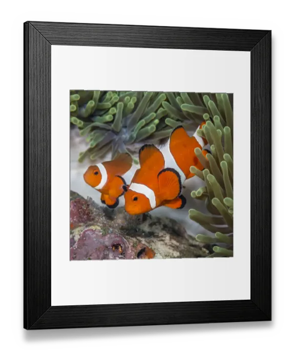 Framed Print : False clown anemonefish (Amphiprion oceallaris) guarding their eggs laid on a coral Framed Print : False clown anemonefish (Amphiprion oceallaris) guarding their eggs laid on a coral