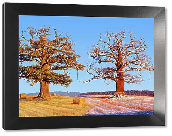 English Oak (Quercus robur) in arable field with wheat, composite image showing all four seasons, Surrey, England, UK