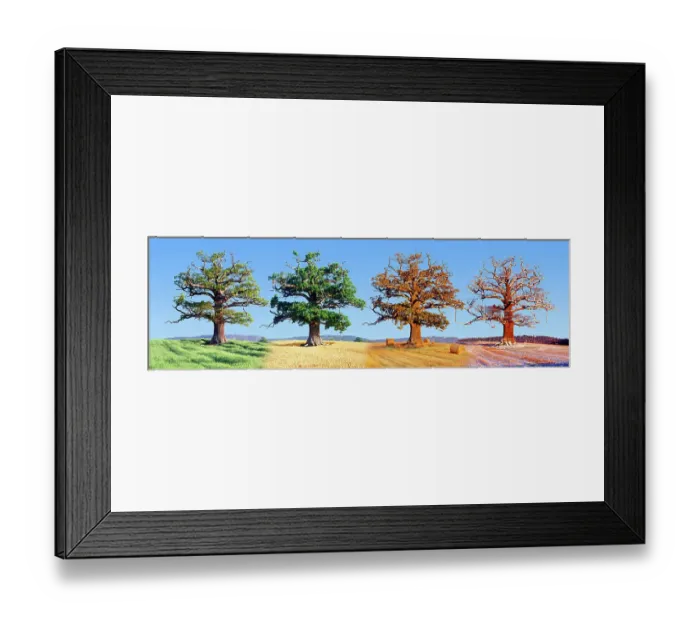 Framed Print : English Oak (Quercus robur) in arable field with wheat, composite image showing all four seasons, Surrey, England, UK Framed Print : English Oak (Quercus robur) in arable field with wheat, composite image showing all four seasons, Surrey, England, UK