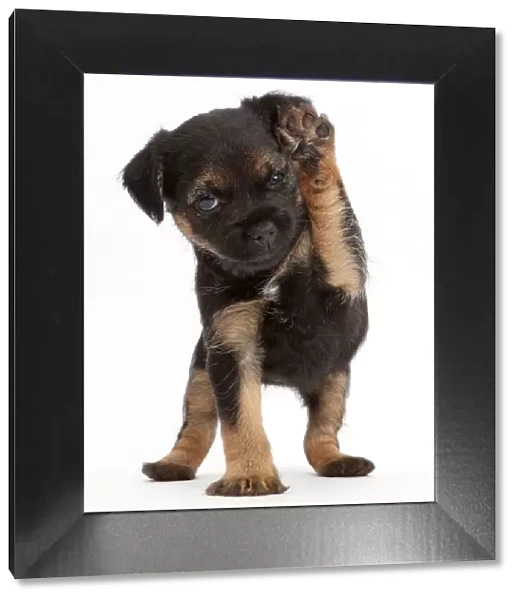 Border Terrier puppy, age 5 weeks, with raised paw