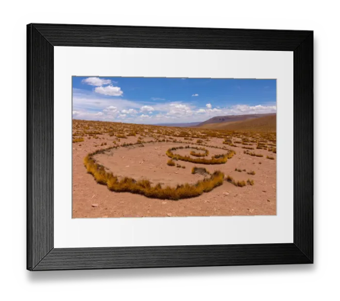 Framed Print : High Altiplano with tussock grass called Paja brava (Festuca orthophylla) showing Framed Print : High Altiplano with tussock grass called Paja brava (Festuca orthophylla) showing