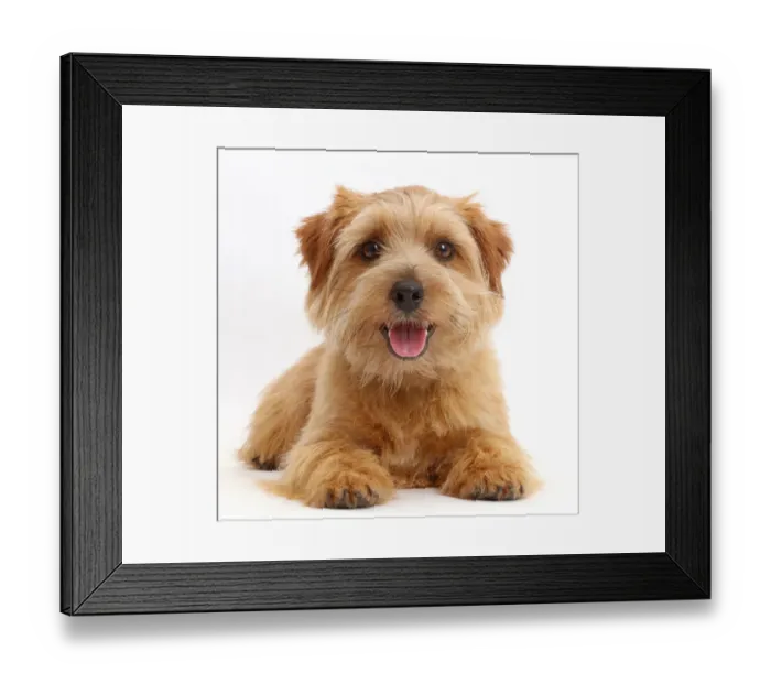 Framed Print : Norfolk Terrier dog, Otto, age 1 year Framed Print : Norfolk Terrier dog, Otto, age 1 year